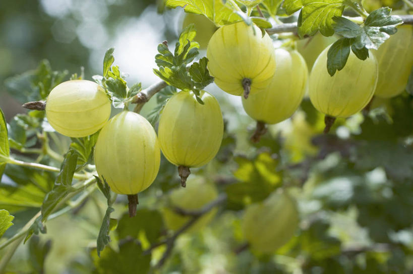 无人,果园,横图,室外,特写,白天,正面,美景,田园,植物,葡萄,水果,叶子,吊挂,悬挂,阴影,朦胧,模糊,新鲜,反射,影子,景观,生食,食品,果实,果树,绿叶,挂,树,树木,食物,绿色,自然,嫩叶,景色,有机食品,绿色食品,生长,成长,自然风光,田庄,园子,叶,叶片,山葫芦,蒲桃,草龙珠,彩图