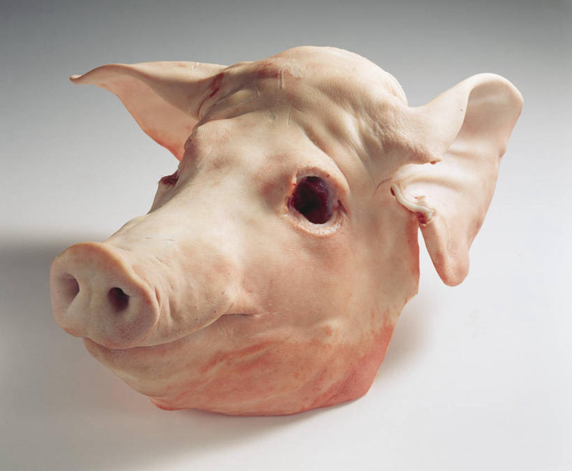 头,鼻子,无人,横图,俯视,室内,特写,白天,白色背景,餐桌,桌子,猪,阴影,反射,影子,肉,猪肉,肉类,一个,动物,家畜,摄影,牲畜,影棚,单个,餐台,肉食,豚肉,头部,鼻,鼻孔,彩图,高角度拍摄,影棚拍摄,拍摄