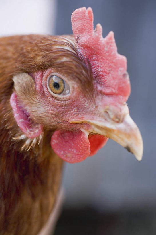 头,无人,竖图,室内,特写,白天,正面,鸡,阴影,朦胧,模糊,反射,影子,注视,家禽,一只,动物,观察,看,牲畜,观看,察看,关注,头部,半身,彩图