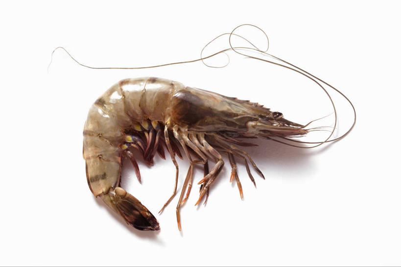 海鲜,无人,横图,俯视,室内,特写,白天,白色背景,阴影,反射,影子,虾,水产,海洋生物,一只,摄影,影棚,水生动物,海产品,水生物,海底动物,斑节对虾,斑节虾,日本对虾,竹节虾,彩图,高角度拍摄,全身,影棚拍摄,拍摄