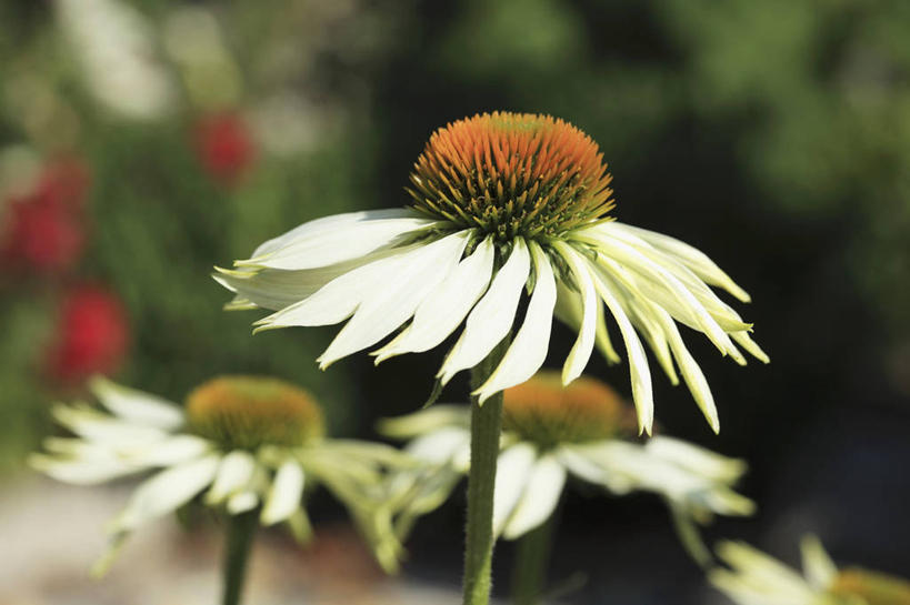 无人,横图,俯视,室外,特写,白天,美景,植物,三朵,阴影,朦胧,模糊,盛开,光线,影子,景观,花蕾,花,花瓣,花朵,鲜花,树,树木,绿色,阳光,自然,花苞,花蕊,景色,松果菊,生长,成长,自然风光,紫锥花,紫锥菊,放弃,懈怠,彩图,高角度拍摄