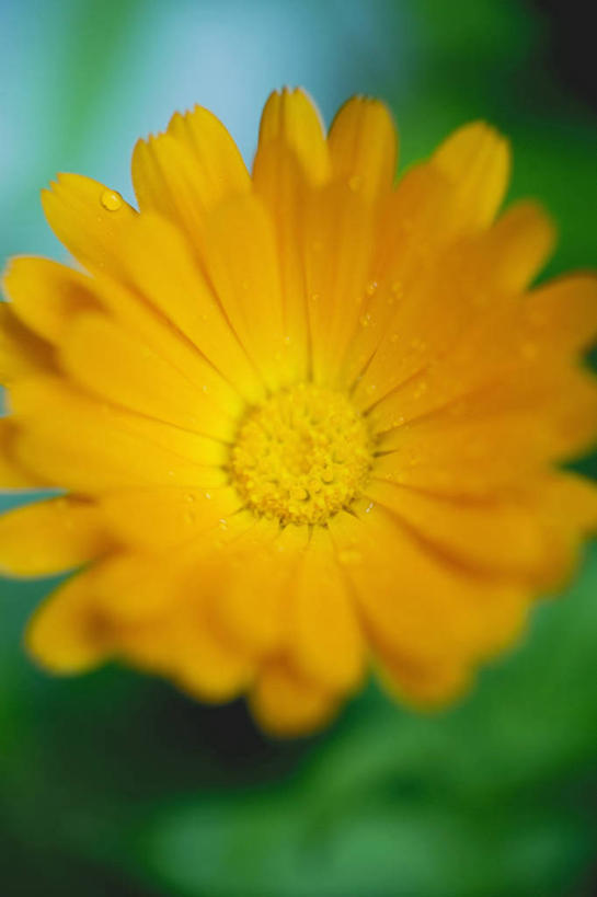 无人,竖图,室外,白天,正面,美景,叶子,阴影,朦胧,模糊,盛开,光线,影子,景观,绿叶,万寿菊,花蕾,花,花瓣,花朵,鲜花,一朵,黄色,绿色,阳光,自然,花苞,花蕊,健康,嫩叶,景色,自然风光,长寿,臭芙蓉,蜂窝菊,友情,叶,叶片,彩图