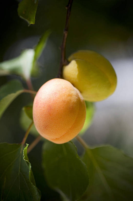 无人,竖图,室外,特写,白天,正面,美景,植物,杏,水果,吊挂,悬挂,阴影,朦胧,模糊,新鲜,反射,影子,景观,生食,食品,果实,枝条,挂,树,树木,树枝,食物,两个,自然,景色,有机食品,绿色食品,自然风光,杏果,虬枝,枝杈,杏子,彩图