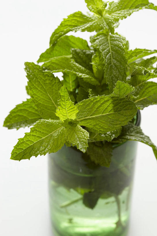 无人,竖图,俯视,室内,特写,白天,白色背景,餐桌,桌子,杯子,叶子,许多,阴影,反射,影子,薄荷,绿叶,银丹草,很多,玻璃制品,一个,绿色,水杯,嫩叶,摄影,影棚,单个,餐台,斑叶凤梨薄荷,夜息香,胡椒薄荷,叶,叶片,玻璃杯,彩图,高角度拍摄,影棚拍摄,拍摄