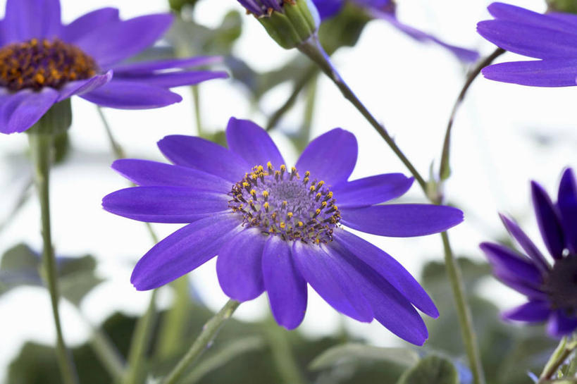 无人,横图,俯视,室内,特写,白天,白色背景,快乐,幸福,植物,桌面,桌子,叶子,阴影,朦胧,模糊,盛开,反射,木制,纹理,影子,绿叶,玛格丽特,花蕾,雏菊,花,花瓣,花朵,鲜花,绿色,紫色,木制品,花苞,花蕊,嫩叶,菊花,活力,摄影,影棚,希望,坚强,和平,离别,肌理,延命菊,幸福花,春菊,马兰头花,暗恋,纯情,单恋,瓜叶菊,天真,叶,叶片,叶脉,彩图,高角度拍摄,影棚拍摄,愉快,拍摄