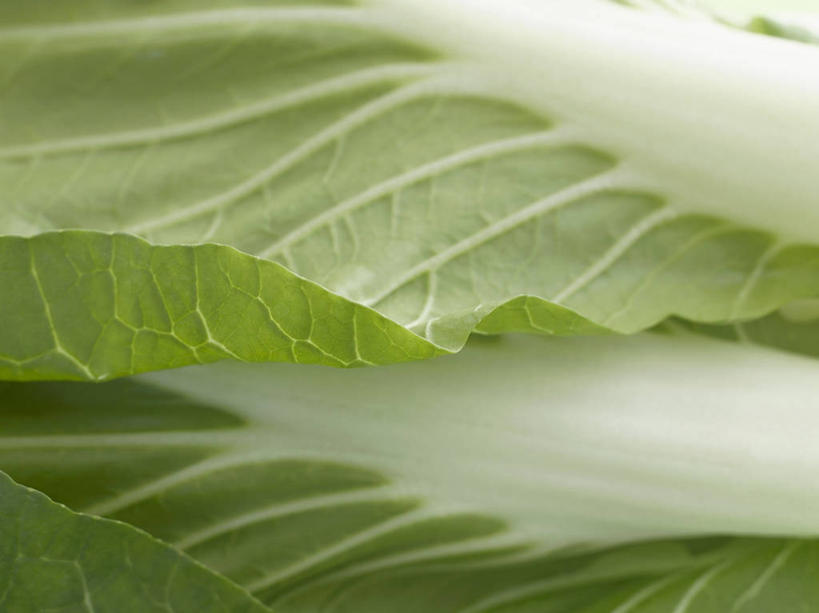 无人,横图,俯视,室内,特写,白天,植物,蔬菜,叶子,新鲜,纹理,大白菜,食品,绿叶,白菜,食物,绿色,嫩叶,有机食品,绿色食品,肌理,胶菜,镳菜,叶,叶片,叶脉,彩图,高角度拍摄