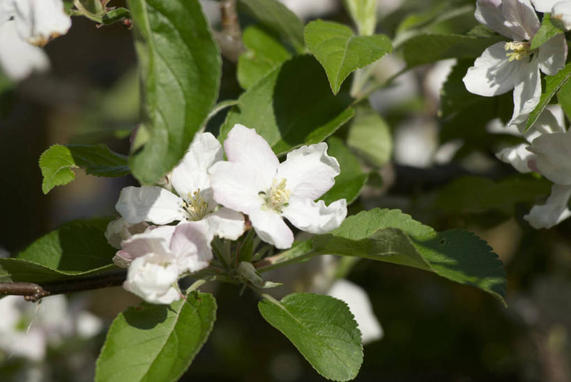 无人,横图,室外,特写,白天,正面,美景,植物,叶子,阴影,朦胧,模糊,美白,盛开,光线,纹理,影子,景观,绿叶,枝条,花蕾,花,花瓣,花朵,鲜花,树,树木,树枝,绿色,阳光,自然,花苞,花蕊,嫩叶,景色,清热,清香,自然风光,苹果花,陷阱,肌理,解毒,明目,虬枝,枝杈,叶,叶片,叶脉,彩图