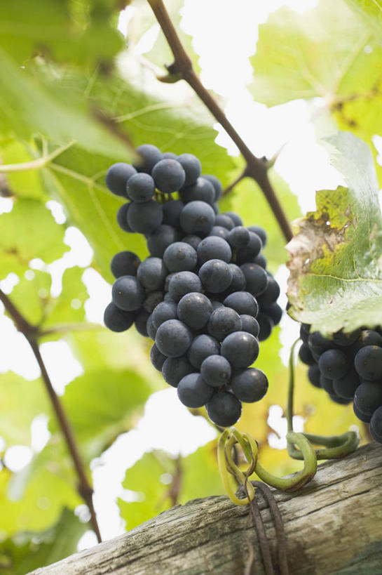 无人,竖图,室外,特写,白天,仰视,美景,葡萄,水果,叶子,阴影,新鲜,光线,影子,景观,生食,食品,果实,绿叶,两串,架子,食物,紫色,阳光,自然,嫩叶,景色,有机食品,绿色食品,支撑,固定,自然风光,葡萄架,叶,叶片,山葫芦,蒲桃,草龙珠,彩图,低角度拍摄