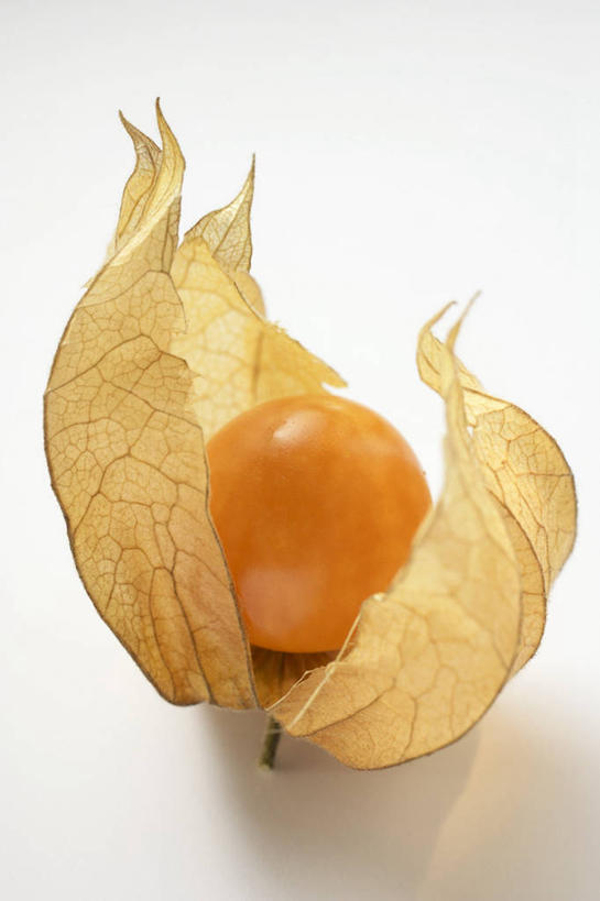 无人,竖图,俯视,室内,特写,白天,白色背景,桌面,桌子,浆果,水果,阴影,新鲜,反射,木制,影子,灯笼果,生食,食品,果实,食物,一个,木制品,摄影,有机食品,绿色食品,影棚,单个,秘鲁苦蘵,小果酸浆,醋栗,彩图,高角度拍摄,影棚拍摄,拍摄