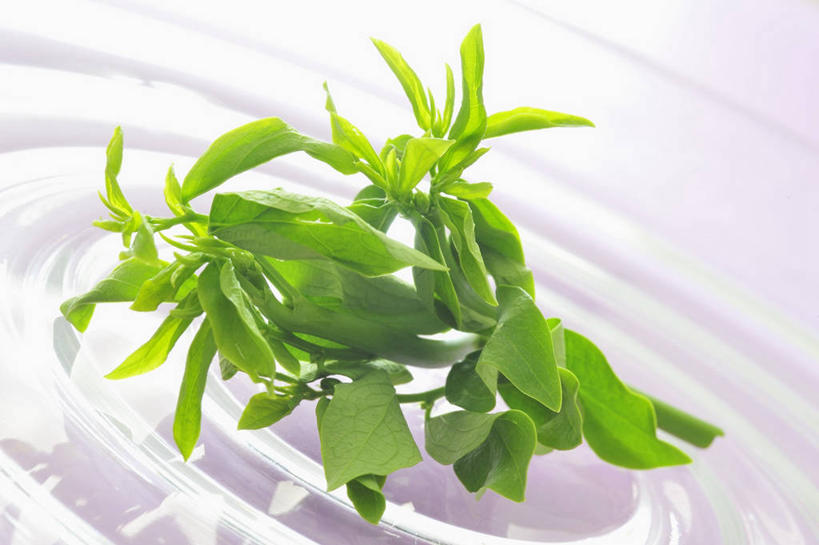 无人,横图,俯视,室内,特写,白天,白色背景,蔬菜,餐具,玻璃,阴影,新鲜,反射,碟子,盘,影子,食品,玻璃制品,食物,一个,盘子,碟,摄影,有机食品,绿色食品,影棚,单个,越南菜,彩图,高角度拍摄,影棚拍摄,拍摄,帕汪,守宫木,树豌豆,树仔菜,五指山野菜