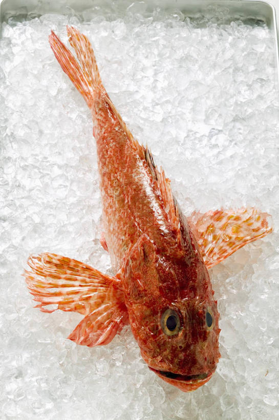 无人,竖图,俯视,室内,特写,白天,一堆,一条,许多,堆叠,堆积,鱼,冰,冰块,很多,冷冻,鱼类,海洋生物,寒冷,冷藏,堆,冰冷,有毒,水生动物,水生物,海底动物,保鲜,蝎子鱼,彩图,高角度拍摄,全身