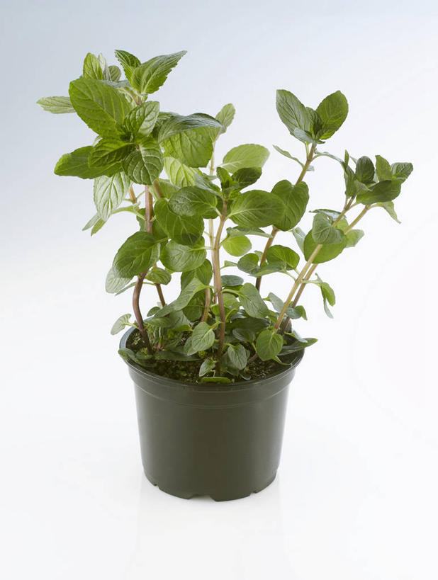 无人,竖图,室内,特写,白天,白色背景,正面,餐桌,桌子,叶子,阴影,反射,影子,陶瓷,薄荷,绿叶,银丹草,陶瓷制品,一个,容器,碗,嫩叶,摄影,影棚,单个,餐台,储藏,储存,斑叶凤梨薄荷,夜息香,胡椒薄荷,叶,叶片,彩图,影棚拍摄,拍摄,贮存