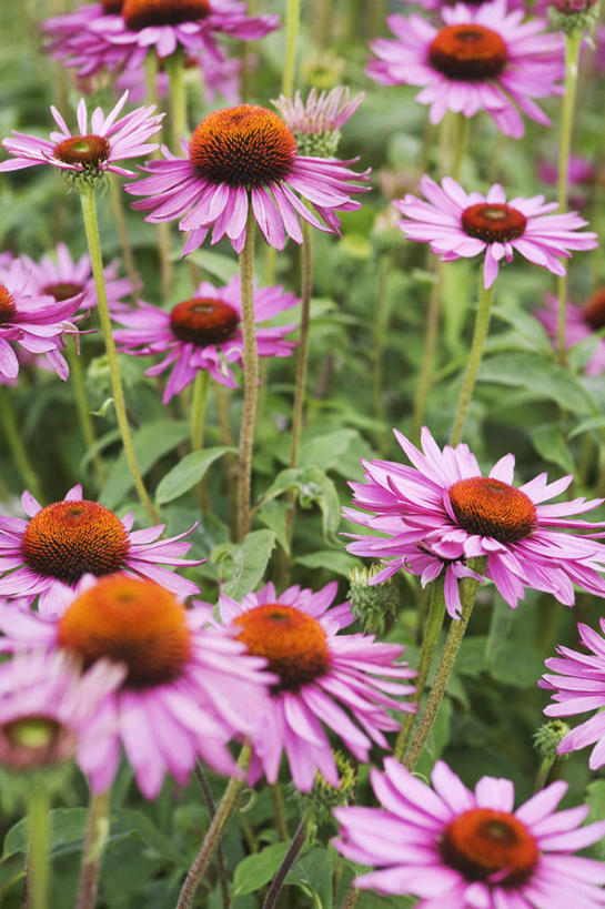 无人,竖图,俯视,室外,特写,白天,花海,花圃,美景,植物,叶子,朦胧,模糊,盛开,景观,绿叶,花蕾,花,花瓣,花朵,花卉,鲜花,绿色,紫色,自然,花丛,花束,花田,花苞,花蕊,嫩叶,景色,松果菊,自然风光,紫锥花,紫锥菊,放弃,懈怠,叶,叶片,彩图,高角度拍摄