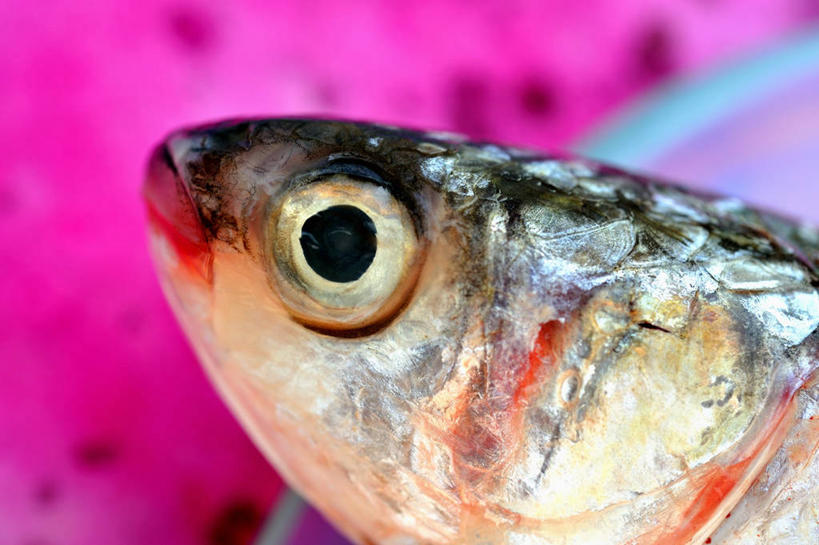 海鲜,头,无人,横图,俯视,室内,特写,白天,餐桌,桌子,餐具,一条,阴影,朦胧,模糊,反射,鱼,碟子,盘,影子,注视,水产,鱼类,海洋生物,一个,盘子,碟,观察,看,单个,餐台,观看,察看,关注,水生动物,海产品,水生物,海底动物,绯鲵鲣,头部,半身,彩图,高角度拍摄