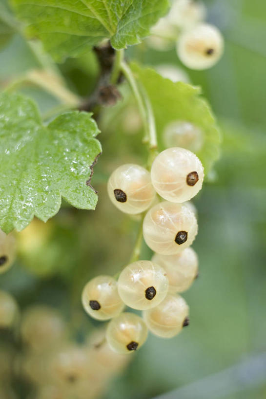 无人,果园,竖图,俯视,室外,特写,白天,田园,植物,葡萄,水果,叶子,吊挂,悬挂,朦胧,模糊,新鲜,生食,食品,果实,果树,绿叶,挂,树,树木,食物,绿色,自然,嫩叶,有机食品,绿色食品,生长,成长,田庄,园子,叶,叶片,山葫芦,蒲桃,草龙珠,彩图,高角度拍摄,白比诺,白比诺葡萄