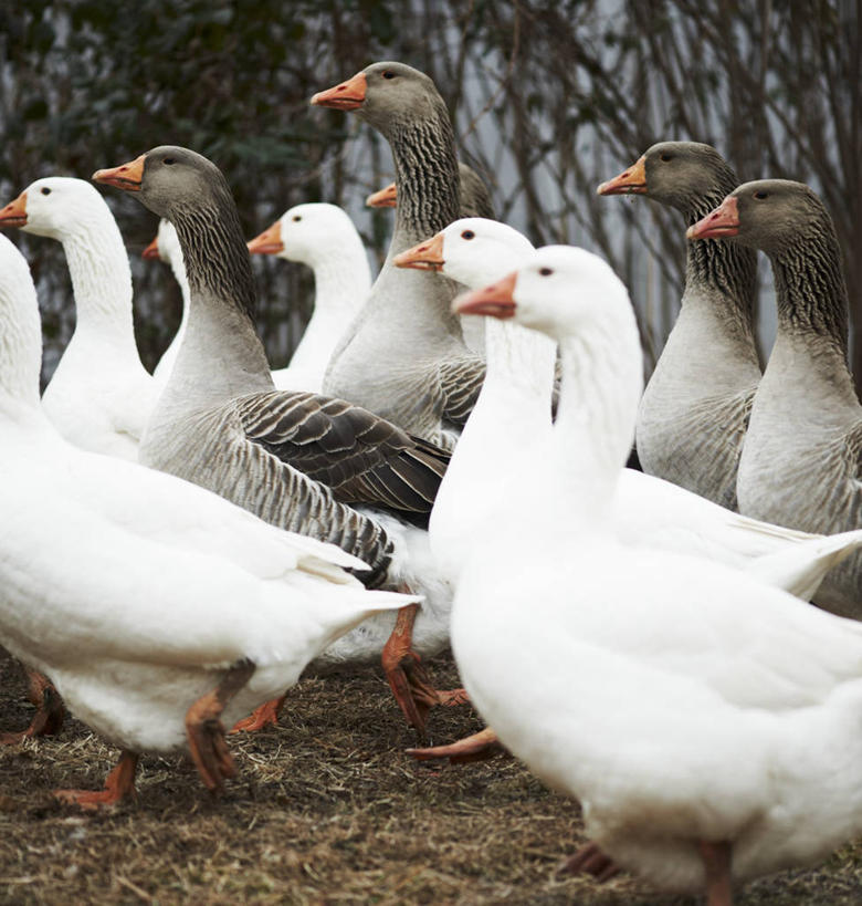 无人,站,竖图,室外,白天,侧面,美景,树林,植物,鸟,野生动物,天鹅,法国,欧洲,许多,鸟类,景观,注视,树,树木,绿色,自然,动物,观察,看,站着,景色,可爱,生长,成长,观看,察看,关注,自然风光,法兰西共和国,首府,省会,法兰西第五共和国,南部.比利牛斯,图卢兹,南部.比利牛斯大区,上加龙,上加龙省,鹄,站立,半身,彩图