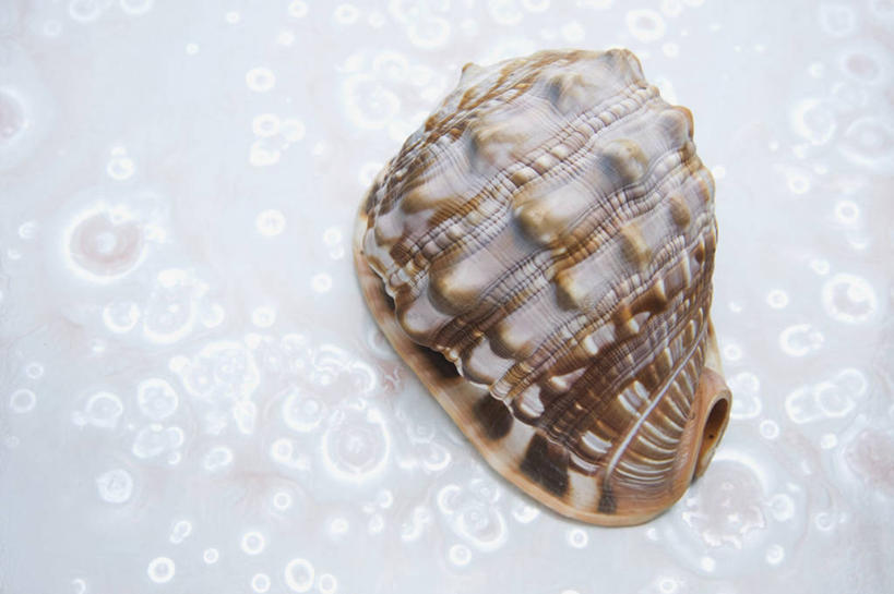 无人,横图,俯视,室内,特写,白天,桌面,桌子,贝壳,阴影,花纹,装饰,反射,木制,布料,影子,圆圈,布纹,桌布,一个,餐巾,木制品,台布,摄影,影棚,单个,华丽,修饰,点缀,衬托,美观,雅致,雅观,贝类外壳,海螺壳,软体动物外壳,彩图,高角度拍摄,影棚拍摄,拍摄