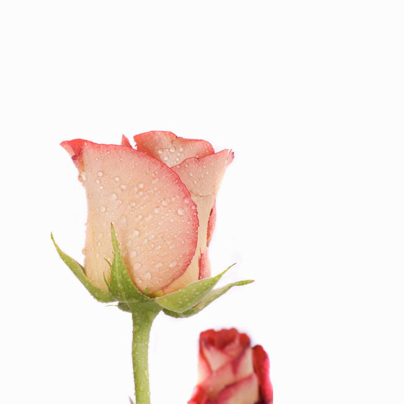 无人,方图,室内,特写,白天,白色背景,正面,爱情,幸福,纯洁,热情,玫瑰,阴影,盛开,反射,影子,玫瑰花,浪漫,花蕾,花,花瓣,花朵,鲜花,两朵,粉色,花苞,花蕊,温暖,温馨,恩爱,摄影,影棚,和睦,感动,尊敬,天真,刺玫花,徘徊花,彩图,影棚拍摄,拍摄,融洽