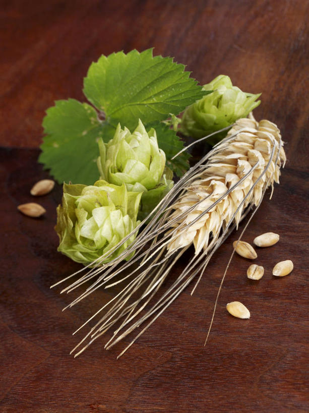 无人,竖图,俯视,室内,特写,白天,农作物,小麦,餐桌,桌子,阴影,红色背景,盛开,反射,影子,谷物,啤酒花,花蕾,花,花瓣,花朵,鲜花,花苞,花蕊,摄影,麦子,影棚,餐台,酒花,忽布,蛇麻花,酵母花,彩图,高角度拍摄,影棚拍摄,拍摄