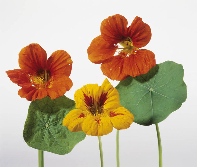 无人,横图,室内,特写,白天,白色背景,正面,餐桌,桌子,叶子,三朵,阴影,盛开,反射,影子,绿叶,花蕾,花,花瓣,花朵,鲜花,黄色,红色,花苞,花蕊,嫩叶,摄影,影棚,餐台,旱金莲,金莲花,寒金莲,旱荷,旱莲花,金钱莲,大红雀,叶,叶片,彩图,影棚拍摄,拍摄