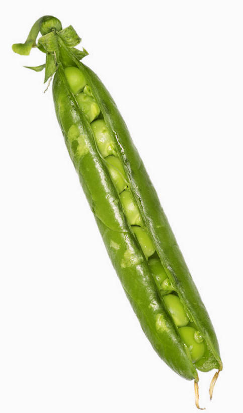 无人,竖图,俯视,室内,特写,白天,白色背景,植物,餐桌,桌子,蔬菜,阴影,新鲜,反射,影子,豆类,豆子,豌豆,食品,荷兰豆,食物,一个,绿色,摄影,有机食品,绿色食品,影棚,单个,餐台,雪豆,豆科,寒豆,毕豆,麻累,国豆,小寒豆,麦豌豆,彩图,高角度拍摄,影棚拍摄,拍摄