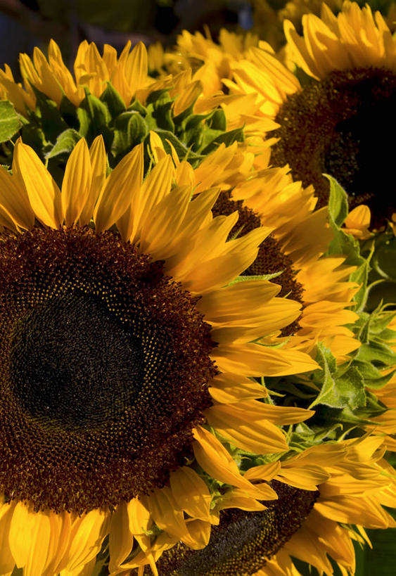 无人,竖图,室内,特写,白天,正面,爱情,幸福,太阳,向日葵,阴影,盛开,反射,影子,花蕾,花,花瓣,花朵,鲜花,花苞,花蕊,橙色,光辉,沉默,忠诚,勇敢,投缘,爱慕,高傲,朝阳花,葵花,望日莲,向阳花,转日莲,彩图