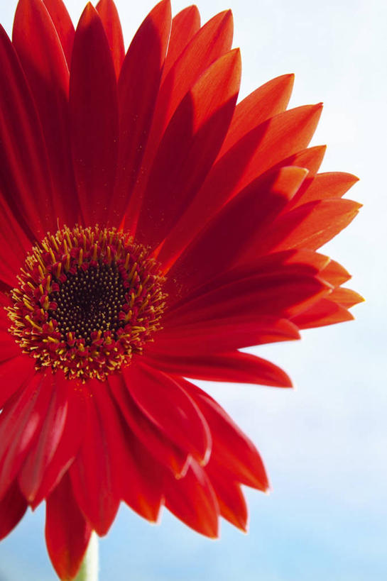 无人,竖图,室内,特写,白天,白色背景,正面,阴影,盛开,反射,影子,非洲菊,花蕾,花,花瓣,花朵,鲜花,一朵,红色,花苞,花蕊,菊花,摄影,影棚,扶郎花,灯盏花,千日菊,彩图,影棚拍摄,拍摄