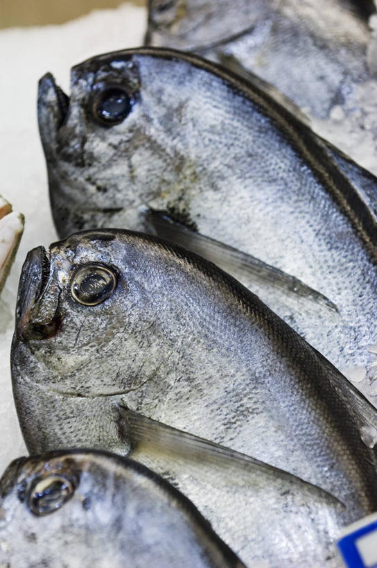 海鲜,无人,竖图,俯视,室内,特写,白天,购物,消费,餐桌,桌子,一排,阴影,整齐,反射,影子,集市,市场,鲷鱼,水产,海洋生物,排列,四条,金融,餐台,鲷,加吉鱼,铜盆鱼,队列,水生动物,海产品,水生物,选购,贸易,海底动物,班加吉,加真鲷,半身,彩图,高角度拍摄,鱼市