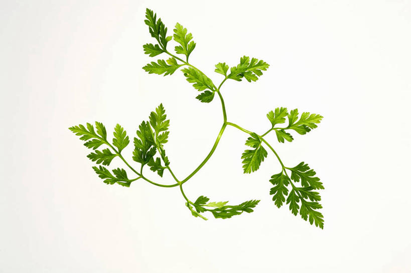 无人,横图,室内,特写,白天,白色背景,正面,植物,叶子,阴影,反射,纹理,影子,绿叶,绿色,嫩叶,摄影,影棚,轮峰菊,肌理,山萝卜,松虫草,紫盆花,叶,叶片,叶脉,彩图,影棚拍摄,拍摄