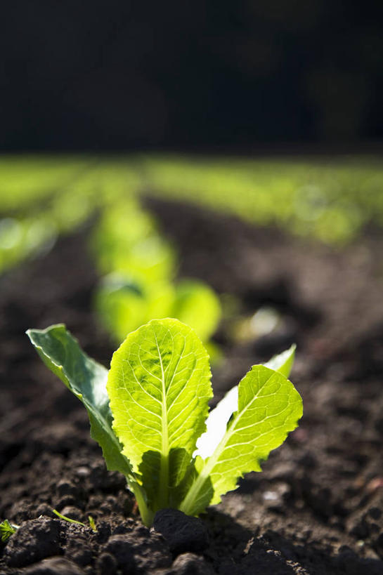 无人,农田,竖图,俯视,室外,特写,白天,庄稼,农作物,美景,蔬菜,一排,许多,阴影,朦胧,模糊,新鲜,整齐,光线,影子,景观,生菜,莴苣,食品,食物,排列,阳光,自然,景色,有机食品,绿色食品,队列,自然风光,春菜,鹅仔菜,莴仔菜,千金菜,叶用莴苣,彩图,高角度拍摄,耕地,庄稼田