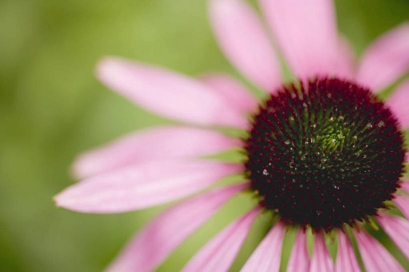 无人,横图,俯视,室外,白天,草地,草坪,美景,植物,阴影,朦胧,模糊,盛开,光线,影子,景观,花蕾,草,花,花瓣,花朵,鲜花,一朵,粉色,绿色,阳光,自然,花苞,花蕊,景色,松果菊,自然风光,紫锥花,紫锥菊,放弃,懈怠,彩图,高角度拍摄