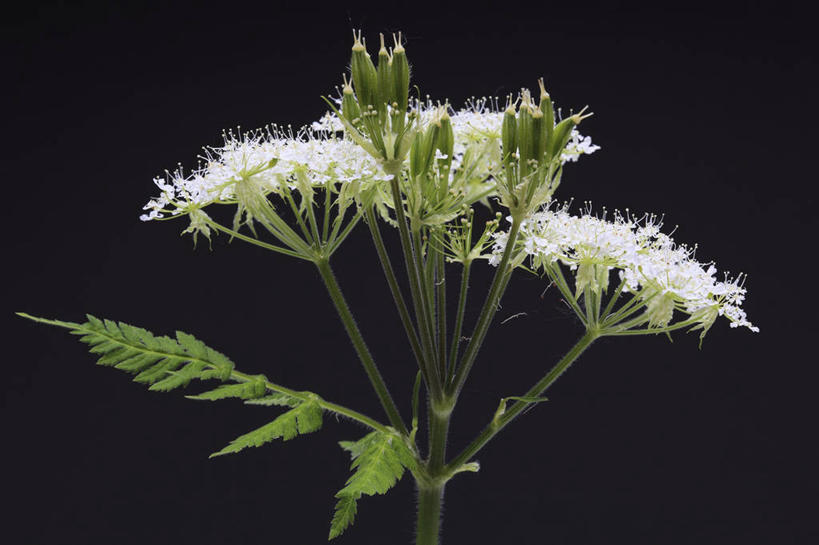 无人,横图,室内,特写,白天,正面,植物,叶子,三朵,阴影,黑色背景,盛开,反射,影子,绿叶,草药,药草,花蕾,中药,花,花瓣,花朵,鲜花,花苞,花蕊,嫩叶,摄影,影棚,药材,中草药,中药材,本草,欧洲没药,叶,叶片,彩图,影棚拍摄,拍摄