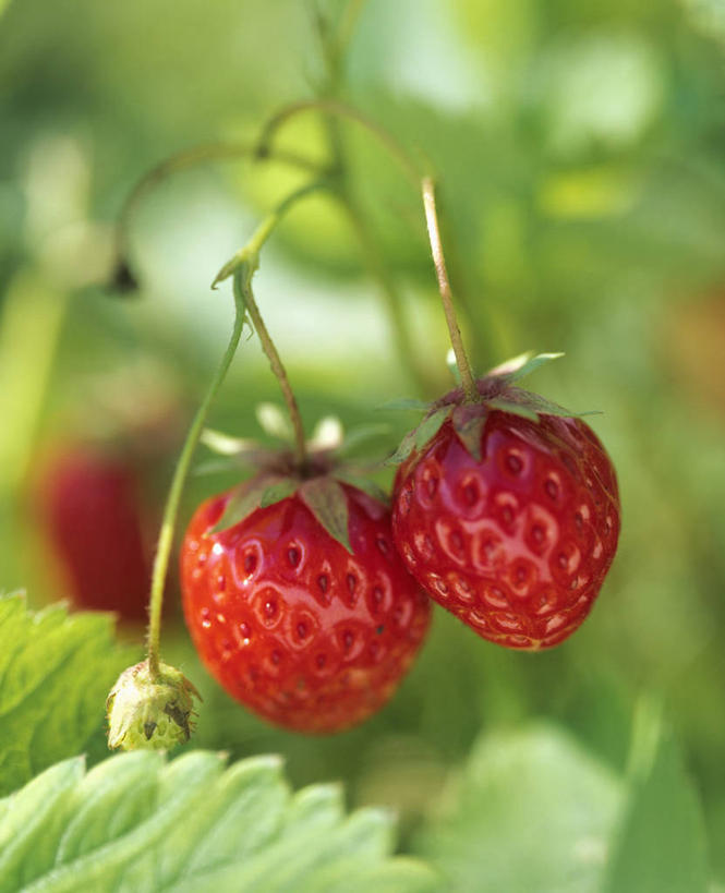 无人,果园,竖图,室外,特写,白天,正面,田园,植物,草莓,浆果,水果,叶子,吊挂,悬挂,朦胧,模糊,新鲜,纹理,生食,食品,果实,果树,绿叶,挂,树,树木,食物,三个,红色,绿色,自然,嫩叶,有机食品,绿色食品,生长,成长,肌理,田庄,园子,叶,叶片,叶脉,洋莓,水果皇后,红莓,地莓,彩图