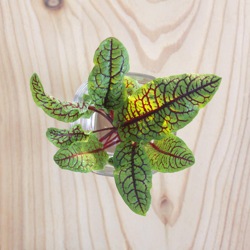 无人,方图,俯视,室内,特写,白天,植物,桌面,桌子,蔬菜,叶子,阴影,新鲜,反射,木制,纹理,影子,食品,绿叶,食物,绿色,木制品,嫩叶,摄影,有机食品,绿色食品,影棚,肌理,叶,叶片,叶脉,彩图,高角度拍摄,影棚拍摄,拍摄