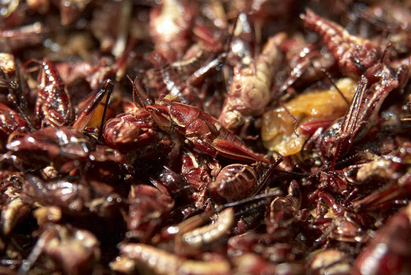 无人,横图,俯视,室内,特写,白天,一堆,许多,阴影,堆叠,堆积,朦胧,模糊,反射,昆虫,影子,油炸,很多,动物,堆,蝗虫,害虫,彩图,高角度拍摄