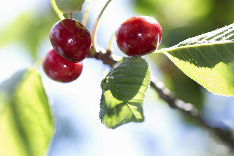 无人,果园,横图,室外,特写,白天,仰视,田园,植物,樱桃,水果,叶子,吊挂,悬挂,阴影,朦胧,模糊,新鲜,光线,纹理,影子,生食,食品,果实,果树,绿叶,枝条,挂,树,树木,树枝,食物,三个,红色,蓝色,绿色,蓝天,天空,阳光,自然,天,嫩叶,有机食品,绿色食品,生长,晴朗,成长,万里无云,肌理,田庄,虬枝,枝杈,园子,叶,叶片,叶脉,晴空,晴空万里,樱珠,莺桃,英桃,楔桃,牛桃,荆桃,彩图,低角度拍摄