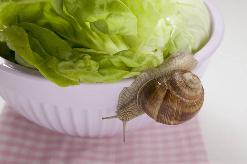 无人,横图,俯视,室内,特写,白天,桌面,桌子,蔬菜,叶子,阴影,花纹,新鲜,反射,木制,蜗牛,布,图案,影子,陶瓷,生菜,莴苣,食品,绿叶,陶瓷制品,布纹,食物,一个,一只,动物,木制品,容器,碗,爬,嫩叶,有机食品,绿色食品,单个,储藏,软体动物,布匹,储存,春菜,鹅仔菜,莴仔菜,千金菜,叶用莴苣,奶油生菜,叶,叶片,彩图,高角度拍摄,全身,贮存