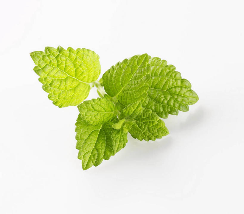 无人,横图,俯视,室内,特写,白天,白色背景,植物,桌面,桌子,叶子,阴影,反射,木制,纹理,影子,绿叶,草药,药草,中药,绿色,木制品,嫩叶,摄影,影棚,药材,中草药,蜜蜂花,中药材,本草,肌理,鼻血草,叶,叶片,叶脉,彩图,高角度拍摄,影棚拍摄,拍摄