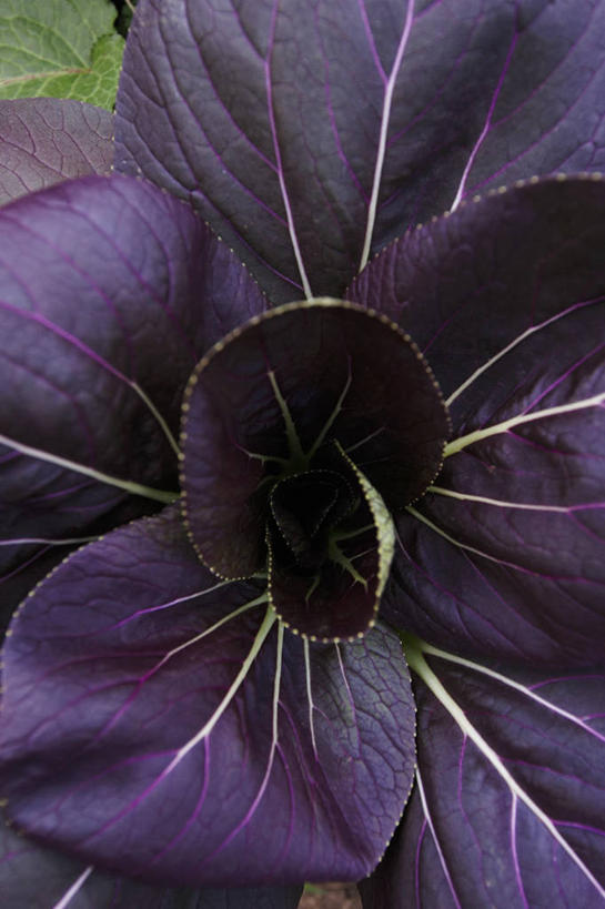 无人,竖图,俯视,室外,特写,白天,蔬菜,椰菜,卷心菜,阴影,新鲜,光线,影子,紫甘蓝,食品,紫包菜,食物,紫色,阳光,赤甘蓝,甘蓝,有机食品,绿色食品,紫椰菜,紫圆白菜,结球甘蓝,红甘蓝,甘兰,包心菜,彩图,高角度拍摄