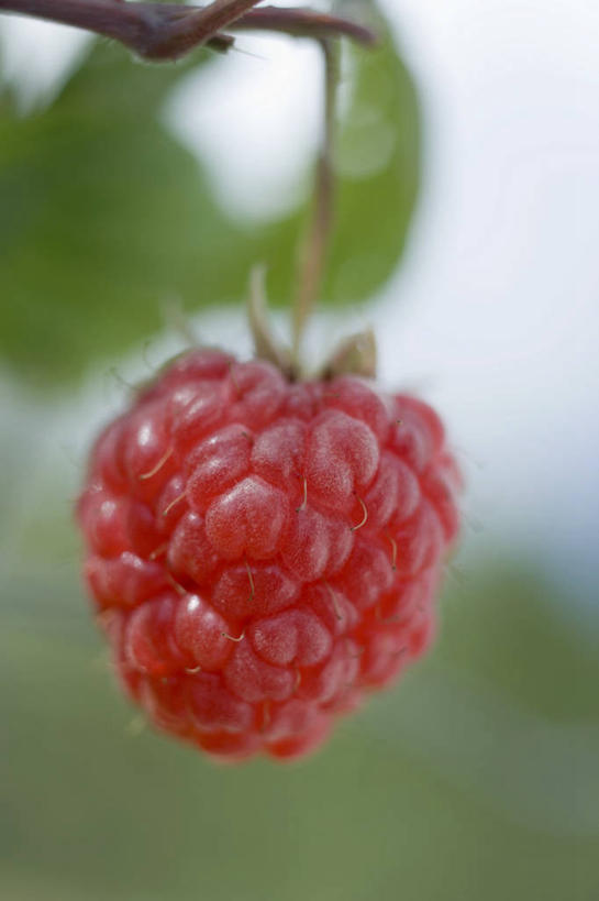 无人,竖图,室外,特写,白天,正面,美景,植物,浆果,水果,阴影,朦胧,模糊,新鲜,光线,影子,景观,桑葚,生食,食品,果实,枝条,树,树木,树枝,食物,一个,红色,阳光,自然,覆盆子,景色,有机食品,绿色食品,单个,自然风光,虬枝,枝杈,彩图