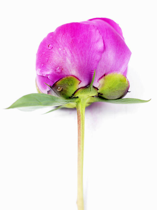 无人,竖图,俯视,室内,特写,白天,白色背景,水,餐桌,桌子,牡丹花,叶子,阴影,盛开,反射,液体,影子,水滴,绿叶,花蕾,花,花瓣,花朵,鲜花,一朵,紫色,花苞,花蕊,嫩叶,摄影,影棚,餐台,富贵,鼠姑,鹿韭,白茸,百雨金,浓情,圆满,富贵花,洛阳花,牡丹,木芍药,芍药,叶,叶片,彩图,高角度拍摄,影棚拍摄,拍摄