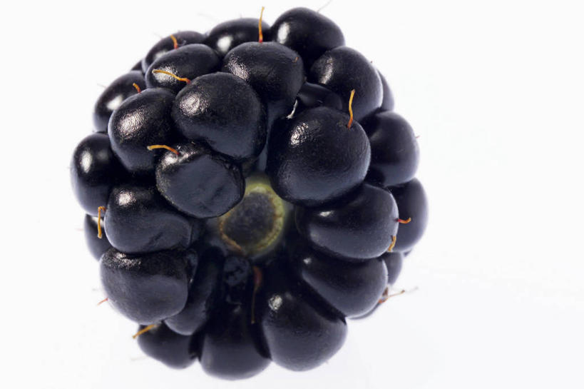 无人,横图,室内,特写,白天,白色背景,正面,黑莓,水果,阴影,新鲜,反射,影子,生食,食品,果实,食物,一个,摄影,有机食品,绿色食品,影棚,单个,露莓,彩图,影棚拍摄,拍摄