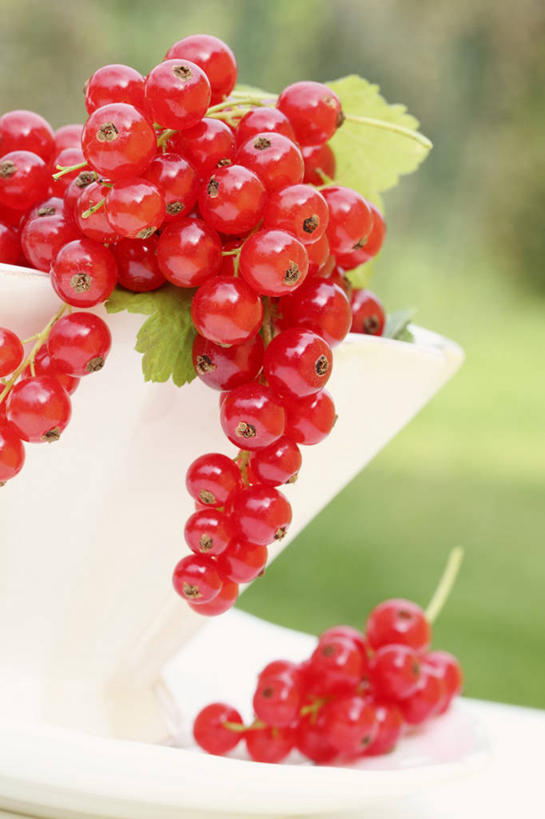 无人,竖图,室外,特写,白天,正面,草地,草坪,植物,餐桌,桌子,浆果,水果,一堆,许多,阴影,堆叠,堆积,朦胧,模糊,新鲜,光线,影子,陶瓷,灯笼果,生食,食品,果实,陶瓷制品,草,树,树木,食物,红色,绿色,阳光,自然,容器,碗,有机食品,绿色食品,生长,成长,餐台,储藏,堆,储存,红醋栗,醋栗,彩图,贮存