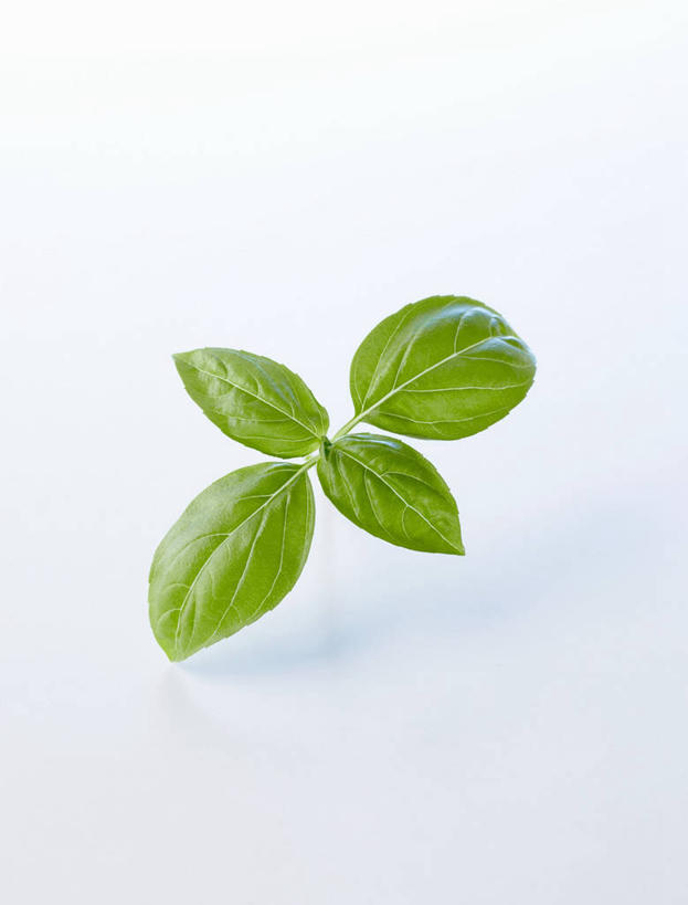 无人,竖图,俯视,室内,特写,白天,白色背景,植物,桌面,桌子,叶子,阴影,反射,木制,纹理,影子,香料,绿叶,草药,中药,绿色,木制品,香草,嫩叶,摄影,影棚,罗勒,紫苏,药材,中草药,九层塔,圣约瑟夫草,甜罗勒,兰香,中药材,本草,肌理,叶,叶片,叶脉,彩图,高角度拍摄,影棚拍摄,拍摄