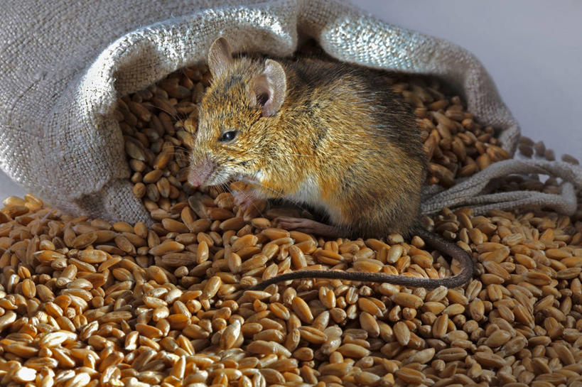 无人,站,横图,室内,特写,白天,侧面,玉米,野生动物,老鼠,蔬菜,袋子,一堆,许多,堆叠,堆积,新鲜,细菌,棒子,玉蜀黍,食品,很多,麻袋,注视,食物,一个,一只,动物,容器,观察,看,站着,有机食品,绿色食品,单个,观看,储藏,堆,苞米,察看,储存,关注,苞芦,病菌,苞谷,传染,四害,包谷,大蜀黍,番麦,薏米包,玉高粱,玉麦,珍珠米,耗子,站立,彩图,全身,贮存