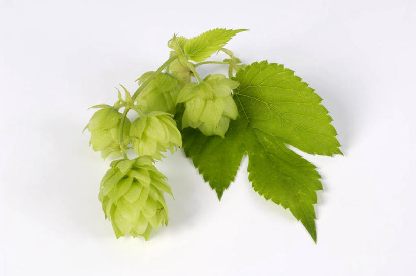 无人,横图,俯视,室内,特写,白天,白色背景,植物,桌面,桌子,叶子,阴影,反射,木制,纹理,影子,啤酒花,绿叶,绿色,木制品,嫩叶,摄影,影棚,酒花,肌理,忽布,蛇麻花,酵母花,叶,叶片,叶脉,彩图,高角度拍摄,影棚拍摄,拍摄