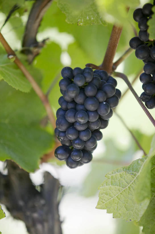 无人,果园,竖图,室外,特写,白天,仰视,美景,田园,植物,葡萄,水果,叶子,吊挂,悬挂,朦胧,模糊,新鲜,纹理,景观,生食,食品,果实,绿叶,挂,葡萄园,架子,食物,绿色,自然,庄园,嫩叶,景色,有机食品,绿色食品,支撑,固定,自然风光,葡萄架,肌理,叶,叶片,叶脉,山葫芦,蒲桃,草龙珠,彩图,低角度拍摄