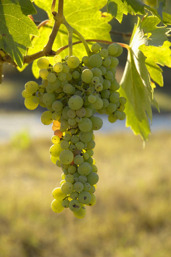 无人,果园,竖图,室外,特写,白天,正面,田园,植物,葡萄,水果,叶子,一串,吊挂,悬挂,朦胧,模糊,新鲜,纹理,生食,食品,果实,绿叶,枝条,挂,葡萄园,树,树木,树枝,食物,绿色,庄园,嫩叶,有机食品,绿色食品,肌理,虬枝,枝杈,叶,叶片,叶脉,山葫芦,蒲桃,草龙珠,彩图,白比诺,白比诺葡萄