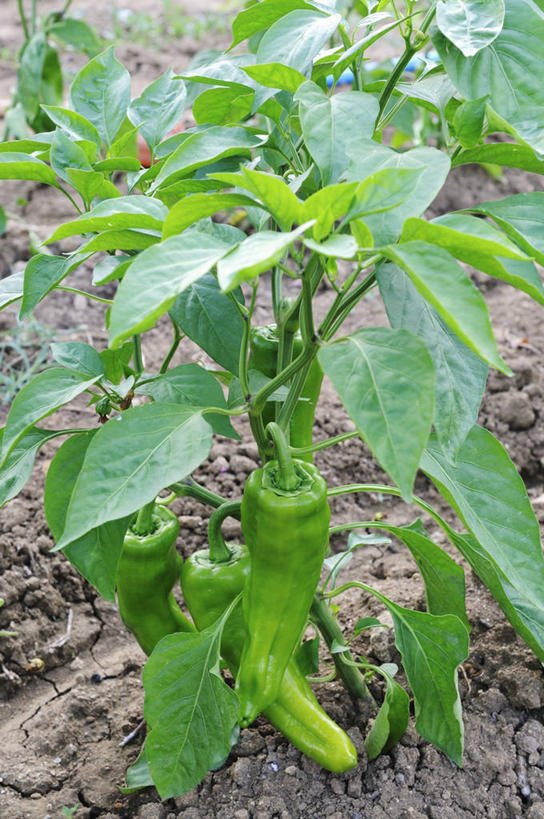 无人,农田,竖图,俯视,室外,特写,白天,庄稼,农作物,植物,辣椒,蔬菜,叶子,新鲜,纹理,食品,绿叶,草药,药草,中药,食物,绿色,嫩叶,有机食品,绿色食品,药材,中草药,辣角,红海椒,大椒,辣虎,广椒,中药材,本草,荜拨,肌理,叶,叶片,叶脉,辣子,红辣椒,海椒,番椒,彩图,高角度拍摄,耕地,庄稼田,荜茇,蛤蒌