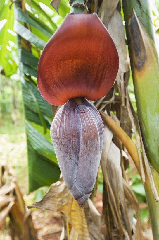 无人,果园,竖图,室外,特写,白天,正面,纯洁,田园,植物,香蕉,水果,吊挂,悬挂,朦胧,模糊,新鲜,盛开,生食,食品,果实,果树,美丽,挂,花蕾,花,花瓣,花朵,鲜花,树,树木,食物,绿色,自然,花苞,花蕊,有机食品,绿色食品,生长,成长,庄重,含蓄,田庄,高洁,含笑花,含笑梅,香蕉花,矜持,唐黄心树,园子,甘蕉,彩图